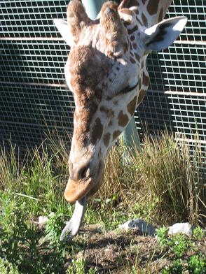 giraffe-tongue.JPG