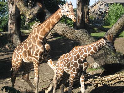 Giraffes